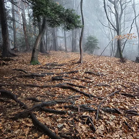 Апартаменты Cherryhome Arizzano